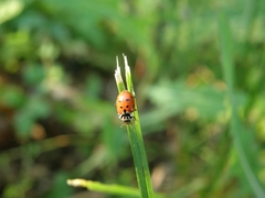 Hippodamia variegata