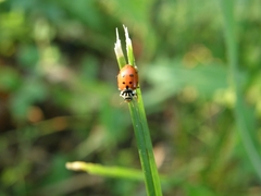Hippodamia variegata