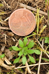 Draba verna