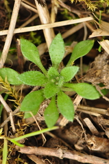 Draba verna