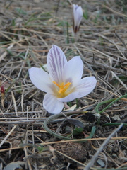 Crocus reticulatus