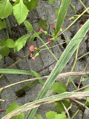 Dielis trifasciata