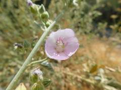 Sphaeralcea axillaris