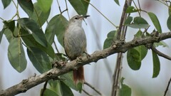 Limnoctites rectirostris