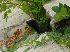 Galictis cuja