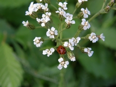 Hippodamia variegata