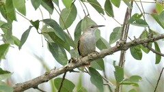 Limnoctites rectirostris