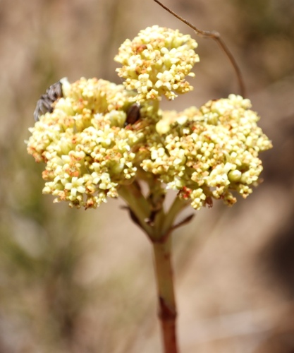 Crassula ciliata