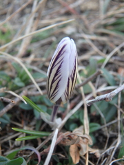 Crocus reticulatus