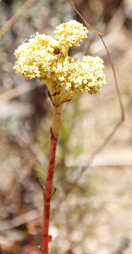Crassula ciliata