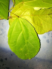 Alchornea latifolia