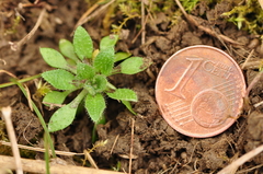 Draba verna