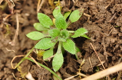 Draba verna