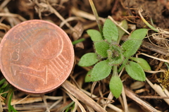 Draba verna