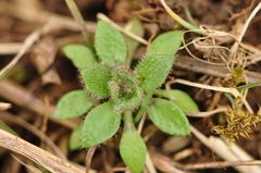Draba verna