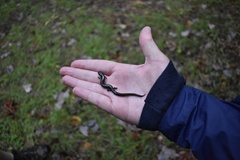 Plethodon richmondi