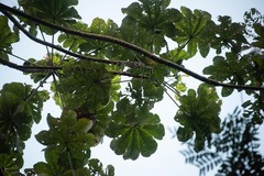 Cecropia peltata