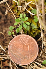 Draba verna