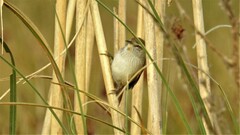 Limnoctites sulphuriferus