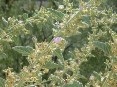Sphaeralcea axillaris
