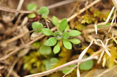 Draba verna