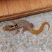 Big-scaled Least Gecko - Photo (c) Kurt Miller, some rights reserved (CC BY-NC), uploaded by Kurt Miller
