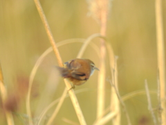 Limnoctites sulphuriferus