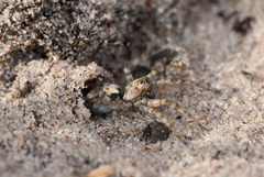 Arctosa perita