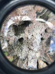 Nylanderia bourbonica