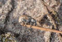 Philopedon plagiatum