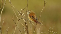 Limnoctites sulphuriferus