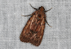 Mimaglossa nauplialis