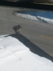 Sciurus carolinensis