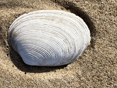 Callithaca tenerrima