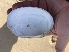 Callithaca tenerrima