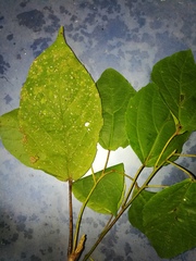 Alchornea latifolia
