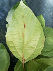 Alchornea latifolia