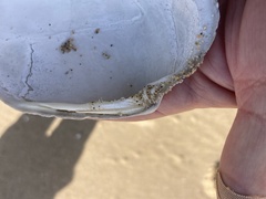 Callithaca tenerrima