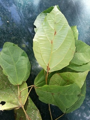 Alchornea latifolia