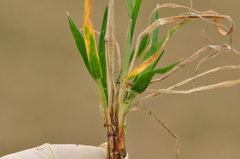 Trisetum flavescens