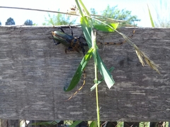 Retrachydes thoracicus