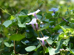 Ipomoea sagittifolia