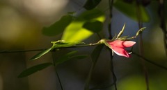 Macroptilium lathyroides