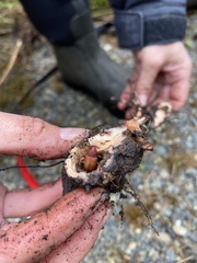 Hylobius transversovittatus