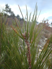 Pinus brutia pityusa