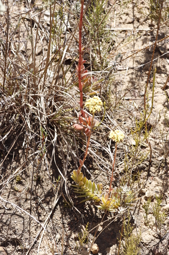 Crassula ciliata