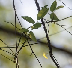 Macroptilium lathyroides