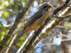 Saltator maxillosus