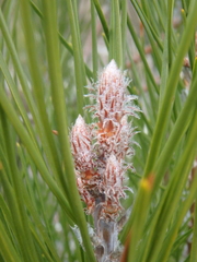 Pinus brutia pityusa