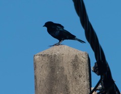 Molothrus bonariensis